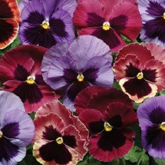 Pansy Seeds Pansy Matrix Coastal Sunrise Mix 25 Seeds Extra Large Flowers