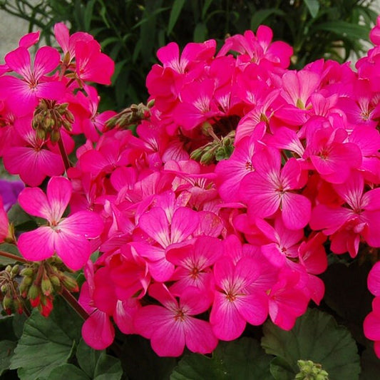 MPB#3 Geranium Seeds Logro Nano Pink Flower Seeds 15 Seeds