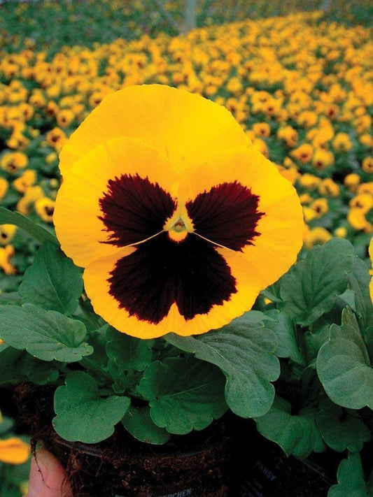 Pansy Seeds 50 Pansy Delta Gold With Blotch