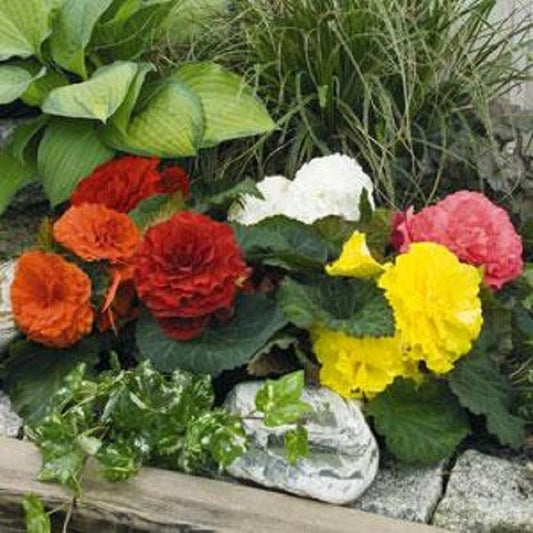 Begonia Seeds Bliss Mix 15 Pelleted Seeds Tuberous Begonia
