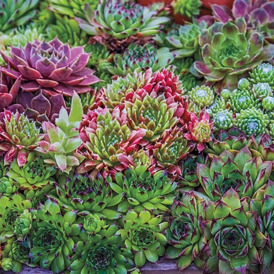 MPB#8 Sempervivum Hens And Chicks Hardy Mix 250 Pelleted Seeds Hens Chicks Seeds Sedum Seeds