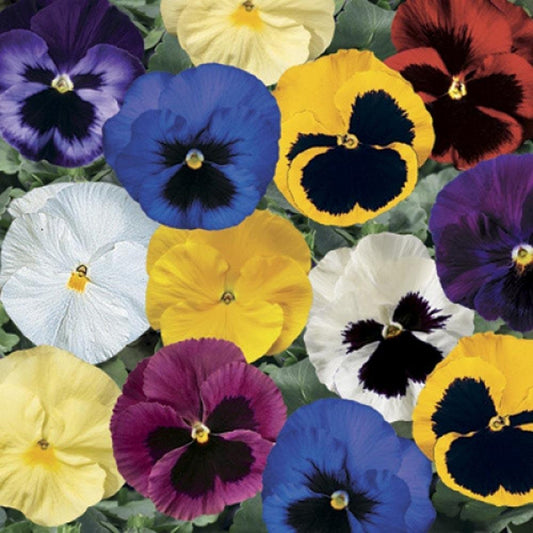 Delta Pansy Seeds Delta Blotch Mix 50 seeds Pansy mix