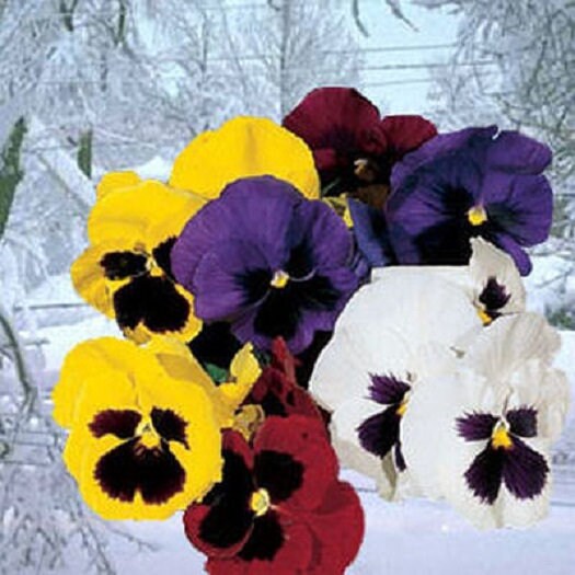 Snow Pansy Seeds 50 Snow Pansy Mix Seeds Snowpansy