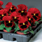 Pansy Seeds 50 Seeds Pansy Delta Red With Blotch