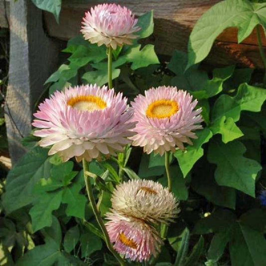 BIN1D#2 Helichrysum Seeds Helichysum Montrosum Silvery Rose 1,000 Seeds Strawflower Seeds