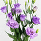 Lisianthus Seeds Corelli Light Lavender 25 Pelleted Seeds Cut Flower Seeds
