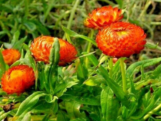 Helichrysum Seeds Helichysum Montrosum Orange 1,000 Seeds Strawflower Seeds