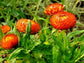 Helichrysum Seeds Helichysum Montrosum Orange 1,000 Seeds Strawflower Seeds