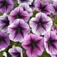 BIN#2R6D8 Trilogy Purple Vein Trailing 25 Pelleted Petunia Seeds Flower Seeds