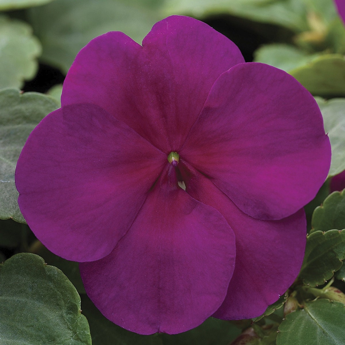 Impatiens Seeds 50 Seeds Impatiens Xtreme Violet flower seeds