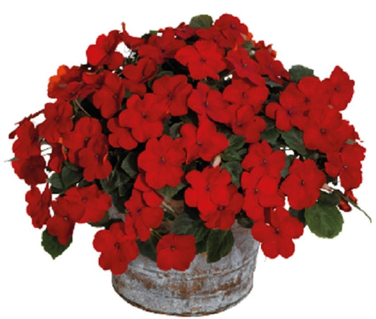 50 Impatiens Seeds Lollipop Cherry Red Disease Resistant
