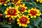 Zinnia Seeds Profusion Red & Yellow Bicolor 50 Seeds