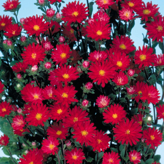 Aster Seeds 50 Seeds Aster Serenade Scarlet Cut Flower Seeds