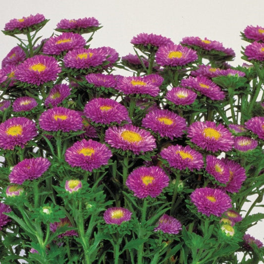 Aster Seeds Aster Matsumoto Light Blue 50 Aster Seeds Flower Seeds