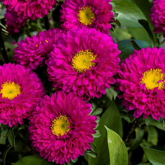 Aster Seeds Aster Matsumoto Rose 50 Aster Seeds Flower Seeds
