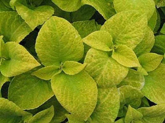 50 Pelleted Seeds Coleus Seeds Wizard Golden