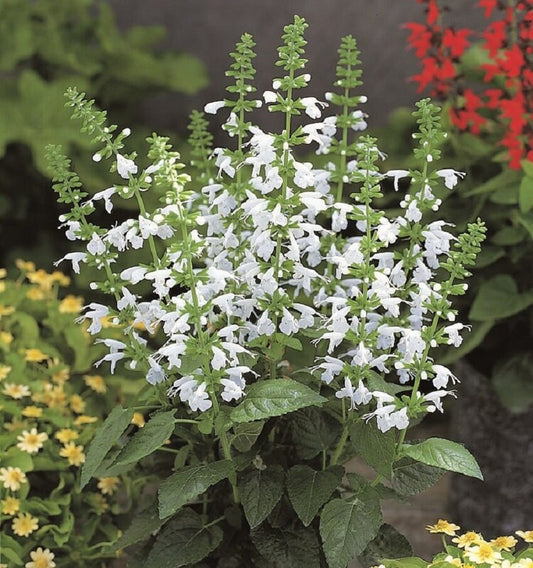 Texas Sage Snow Nymph 50 Salvia Seeds Hummingbird Flower