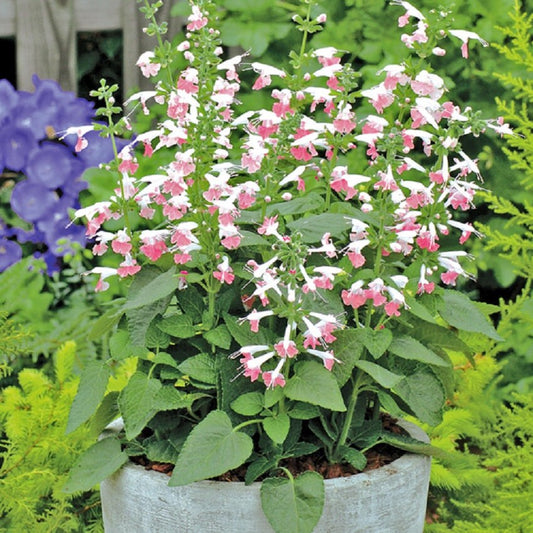 Texas Sage Coral Nymph 50 Salvia Seeds Hummingbird Flower