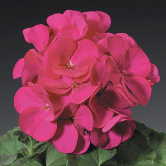 Geranium Seeds Geranium Ringo Violet 15 Seeds Violet Geranium