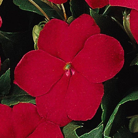 50 Seeds Impatiens Super Elfin Ruby Flower Seeds Impatiens Seeds
