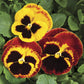 Pansy Seeds Colossus Fire 50 Seeds Flower Seeds