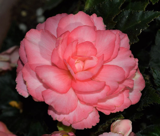 Begonia Seeds Begonia Prism Sunrise 50 Pelleted Seeds Tuberous Begonia