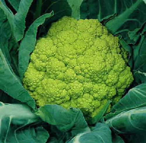 25 Seeds Cauliflower Graffiti Green Cauliflower Seeds