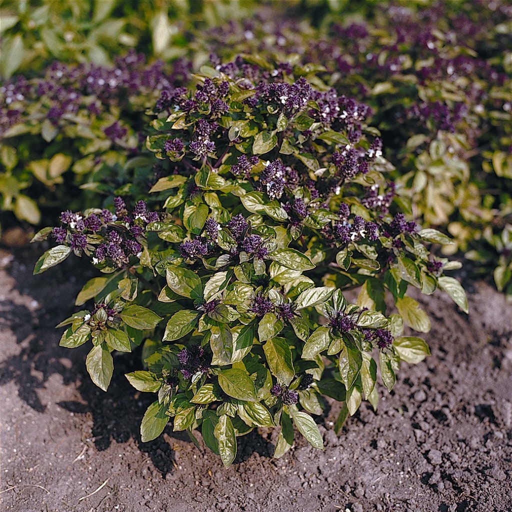 Basil Seeds 50 Basil Patio Rascal Herb Seeds | Flower Seeds ...