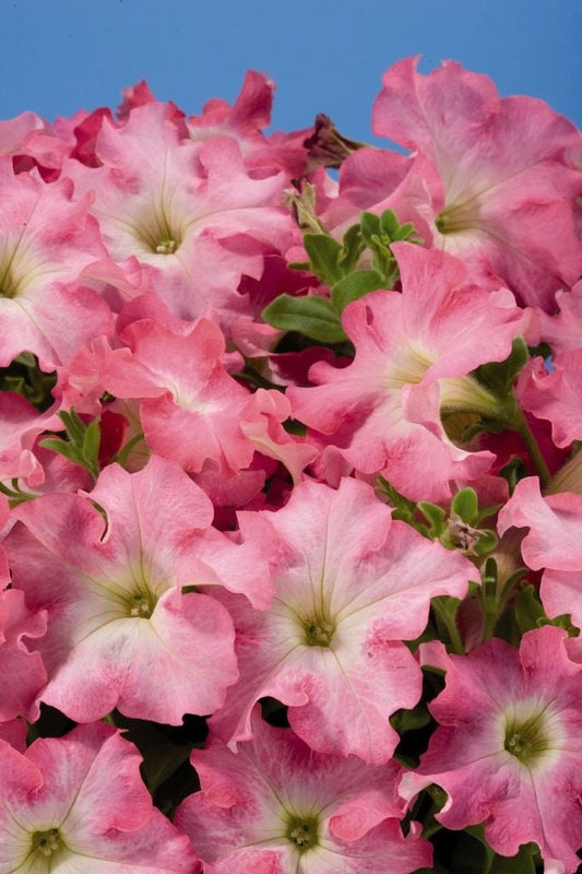 50 Pelleted Aladdin Peach Morn Petunia Seeds