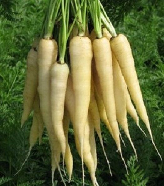 200 Carrot Seeds White Satin Carrot Garden Seeds