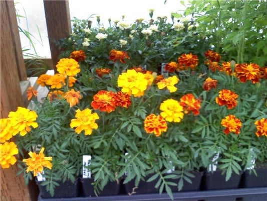 200 Seeds Sparky Mix French Marigold Seeds