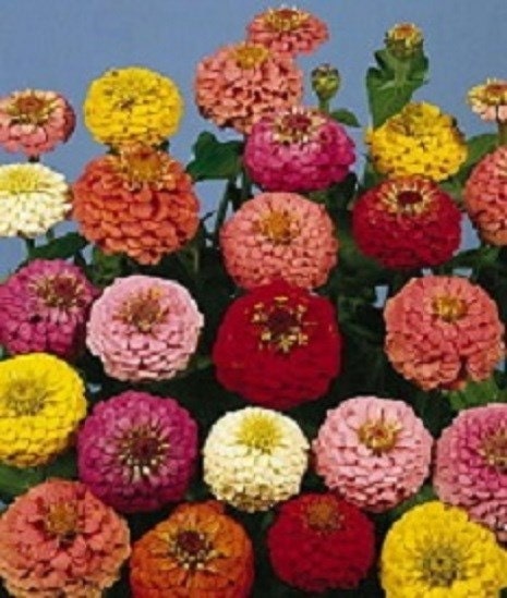500 Zinnia Seeds Lilliput Mixture Flower Seeds
