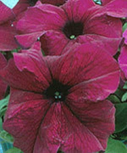 Pelleted Petunia Seeds 25 thru 500 Supercascade Burgundy Petunia Seeds