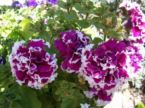 Pelleted Petunia Seeds Purple Piroutte 50 Flower Seeds