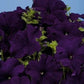 50 Pelleted Aladdin Blue Petunia Seeds