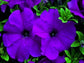 50 Pelleted Petunia Seeds Ultra Violet Seeds