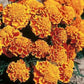 50 Marigold Honeycomb detailed French Marigold Seeds