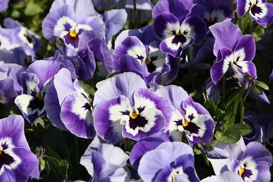 50 Seeds Joker Light Blue Pansy Seeds