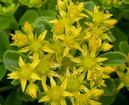 Sedum Seeds 500 Aizoon Succulent Seeds Perennial