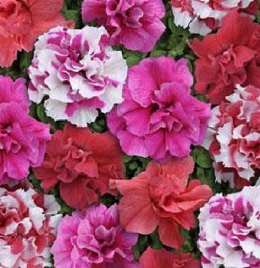 50 Pelleted Petunia Seeds Double Cascade Sweet Tart Mix