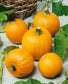 25 Seeds Pumpkin Wee-B-Little True Small Pumpkin