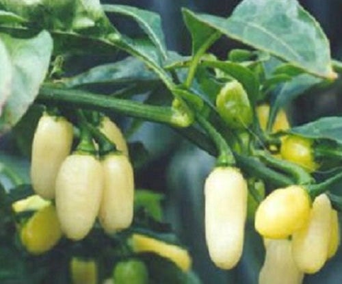 50 Seeds White Habanero Pepper Seeds