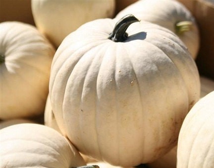 Lumina Pumpkin Seeds 25 White Pumpkin Seeds