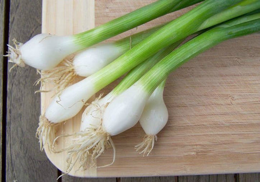 500 Bunching Onion Seeds Tokyo Long White Seeds