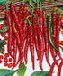 500 Seeds Hot Cayenne Long Slim Chili Pepper Seeds long slim cayenne seeds