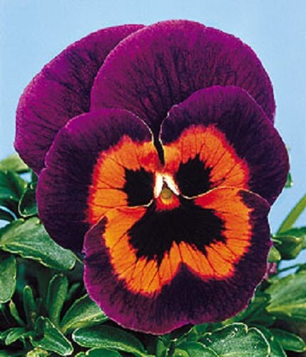 50 Seeds Pansy Joker Poker Face Pansy Seeds