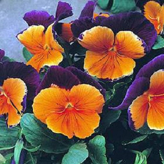 50 Pansy Seeds Jolly Joker Flower Seeds Bedding Flower