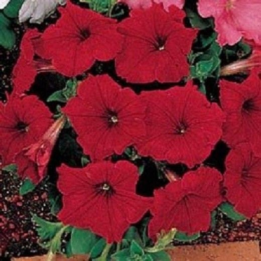 50 Seeds Pelleted Petunia Celebrity Red FLOWER SEEDS