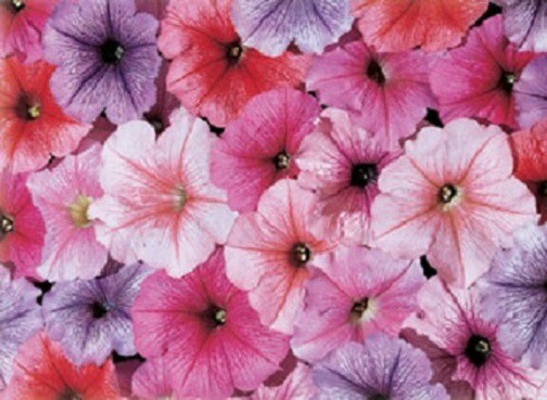 50 Seeds Pelleted Petunia Celebrity Ice Mix Seeds