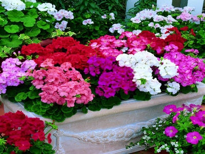 15 Geranium Seeds coated MultiBloom Mix